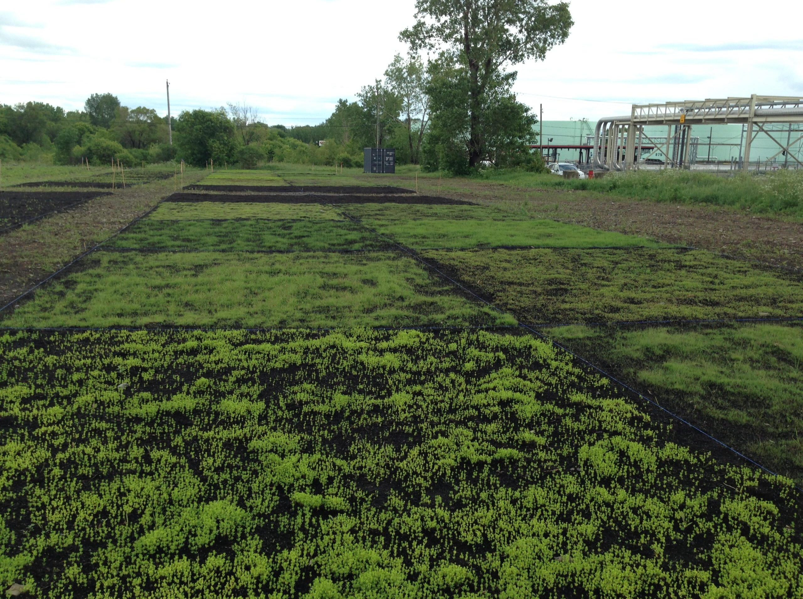Phytoremediation of Eastern Montreal Industrial sites
