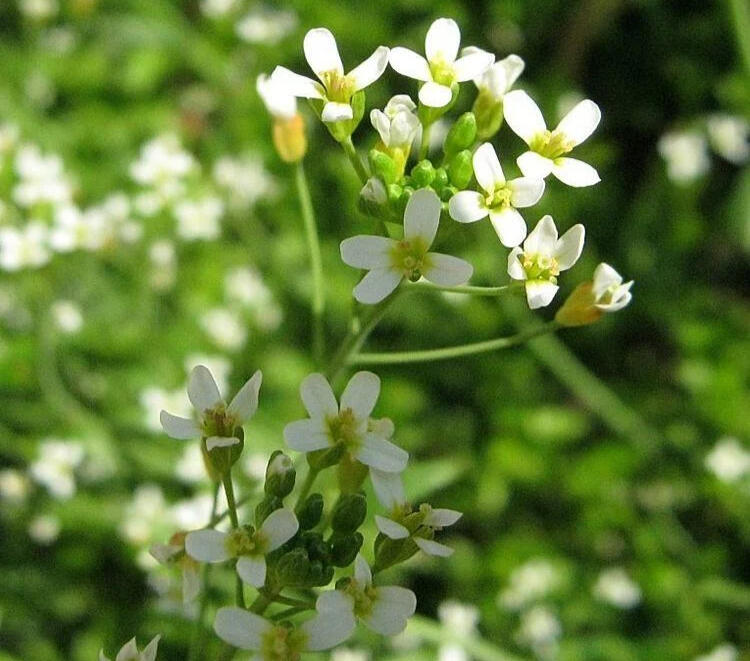 Arabidopsis thaliana