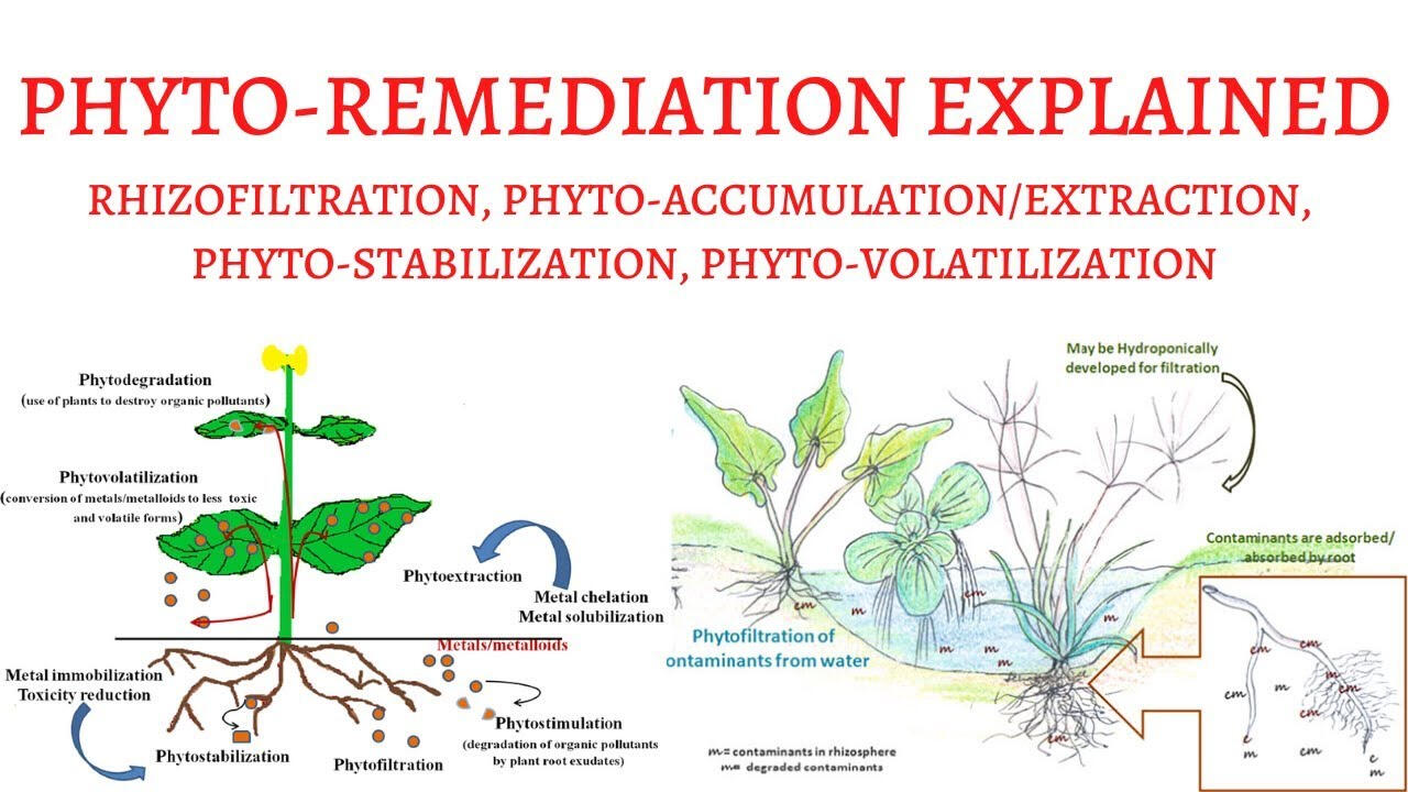 Phyto-remediation