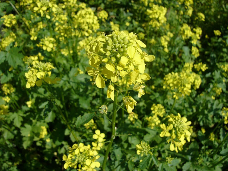 Brassica juncea - Indian mustard