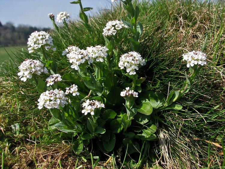 Thlaspi caerulescens - Alpine pennycress