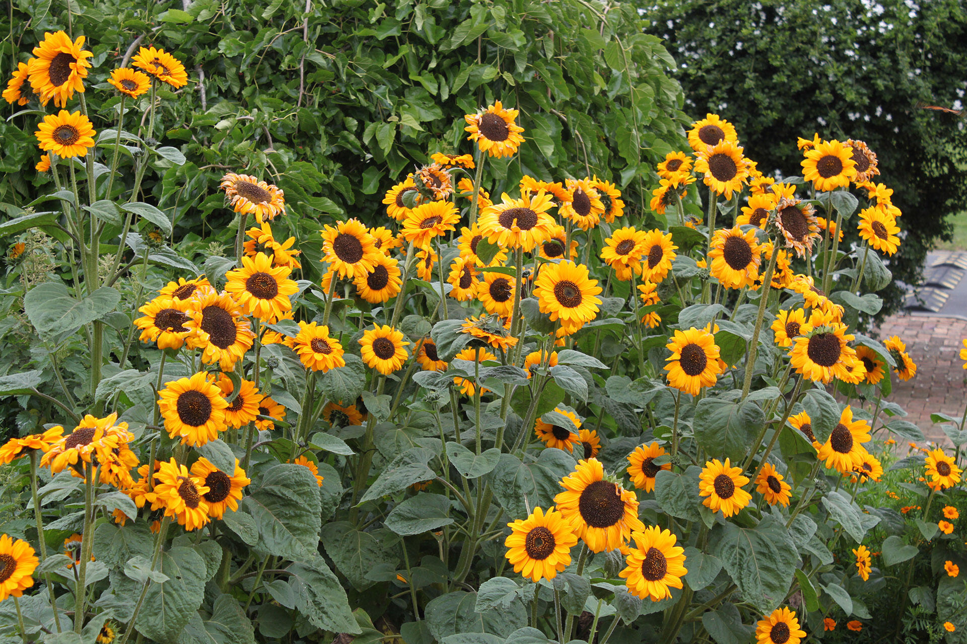 Helianthus annuus L - Sun flower