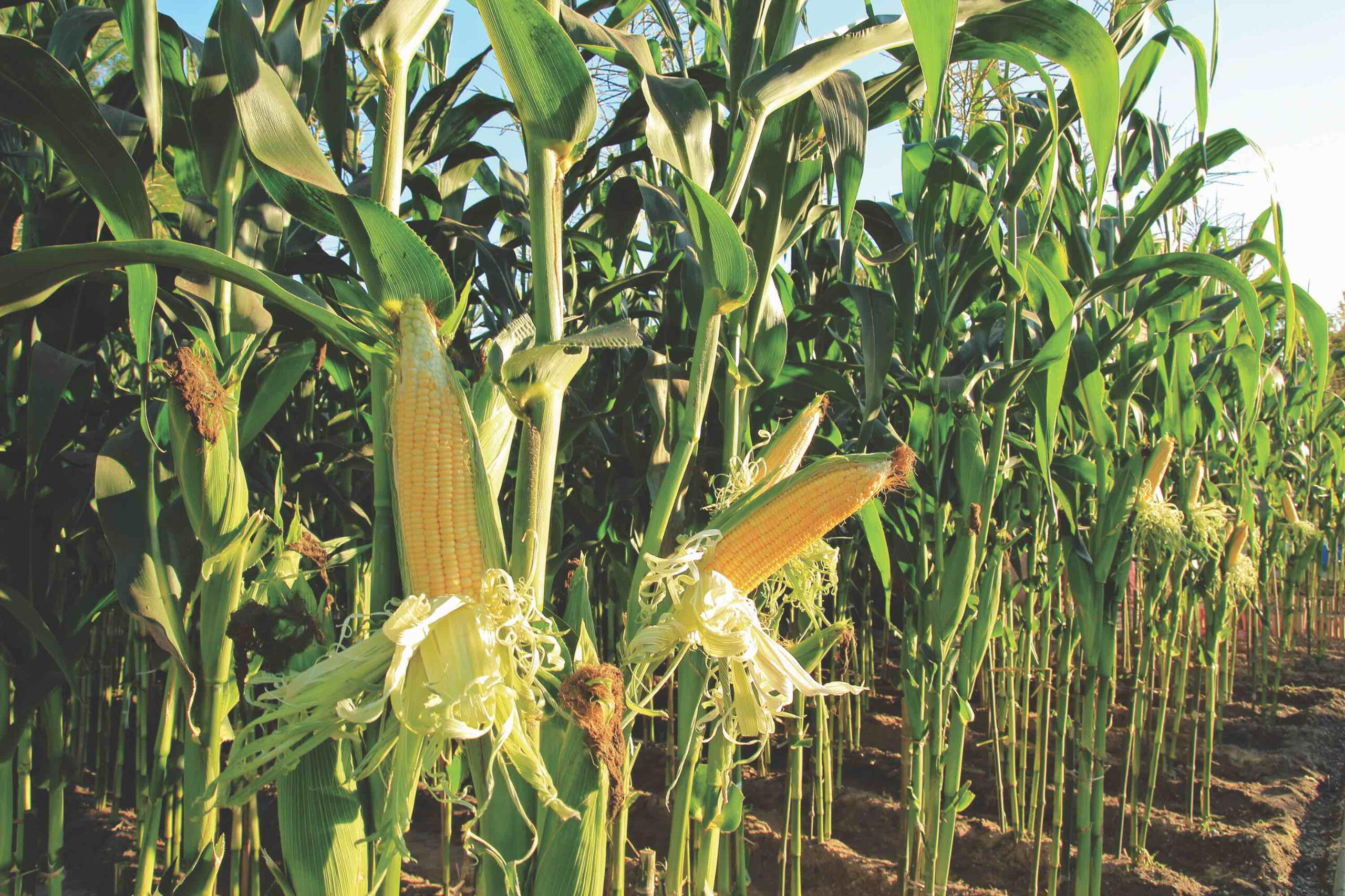 Zea mays - Corn
